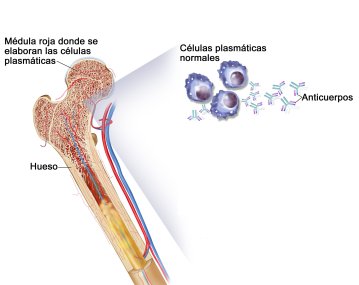 medula osea y celulas plasmaticas